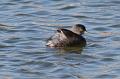 Least Grebe 011109 076